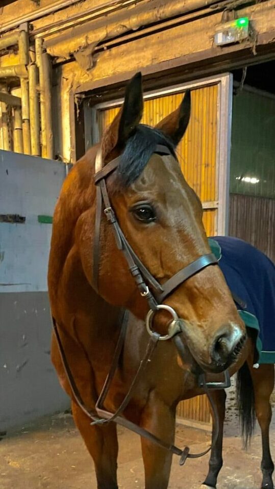 Photo du cheval Miracle de la cavalerie du Club Hippique Eckwersheim