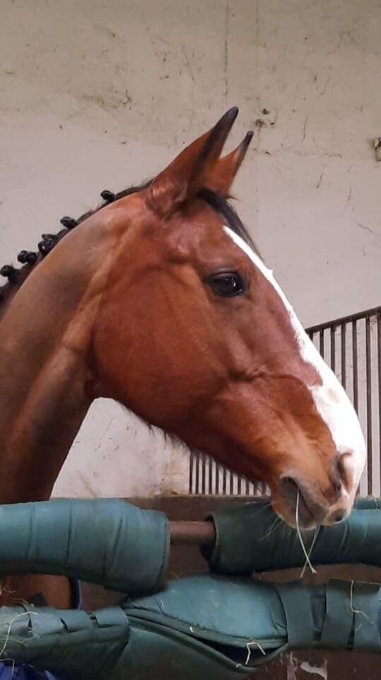 Photo du cheval Urbaine de la cavalerie du Club Hippique Eckwersheim