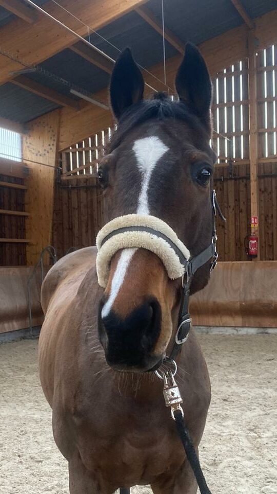 Photo du cheval Voix de la cavalerie du Club Hippique Eckwersheim