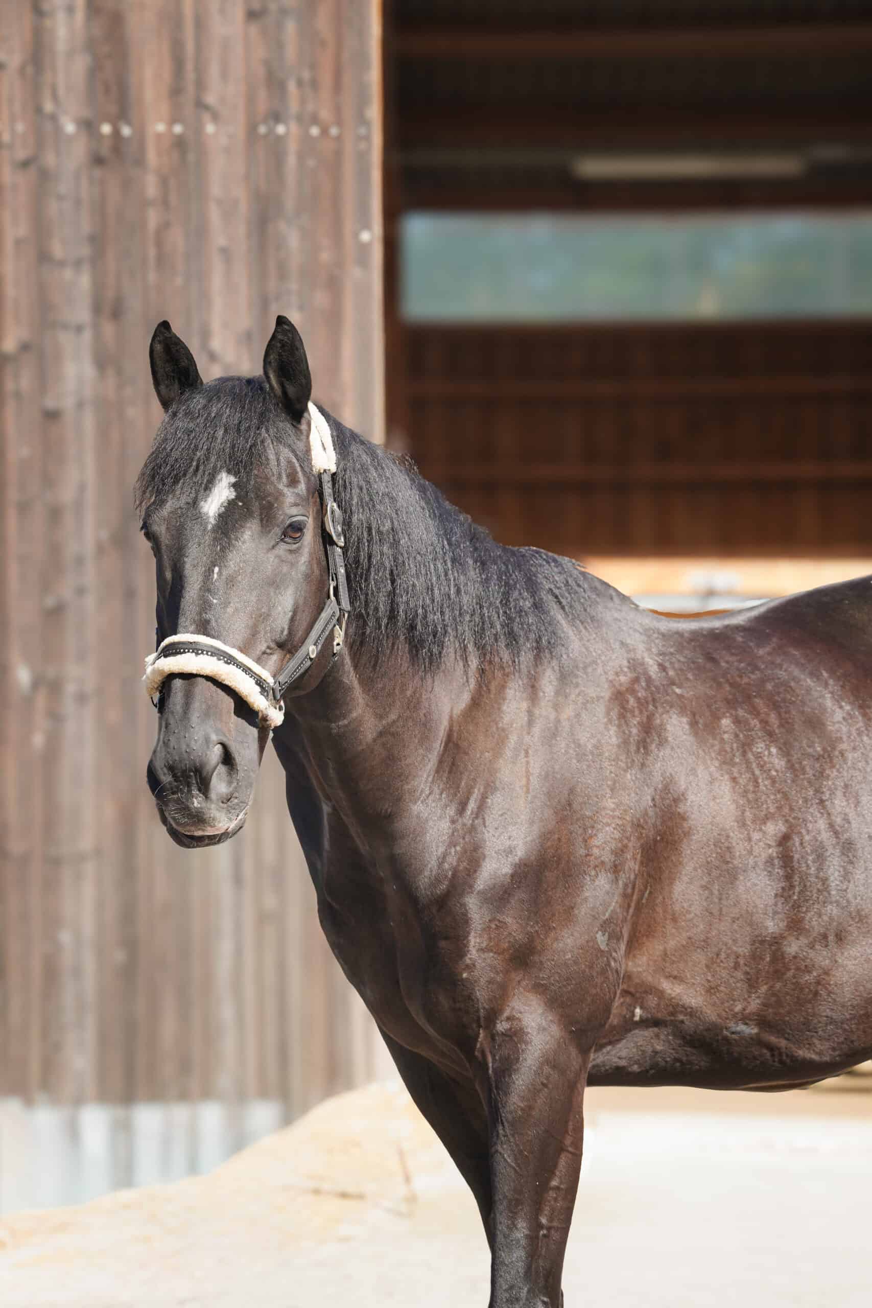 Photo du cheval Esprit de la cavalerie du Club Hippique Eckwersheim