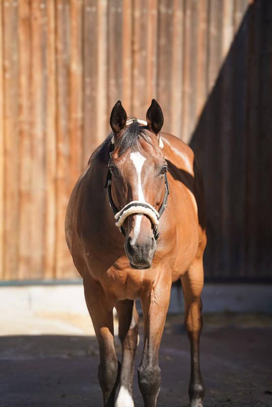 Photo du cheval Kinai de la cavalerie du Club Hippique Eckwersheim