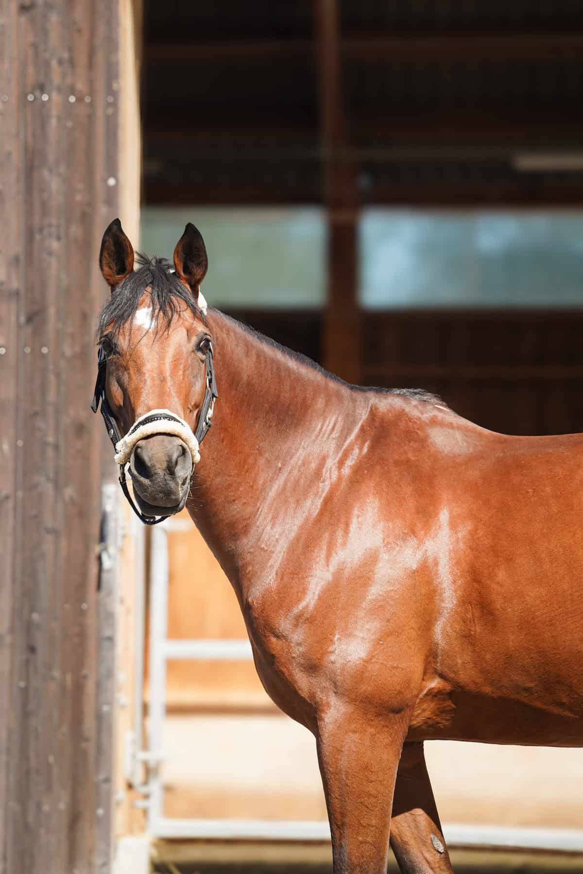 Photo du cheval Amande de la cavalerie du Club Hippique Eckwersheim