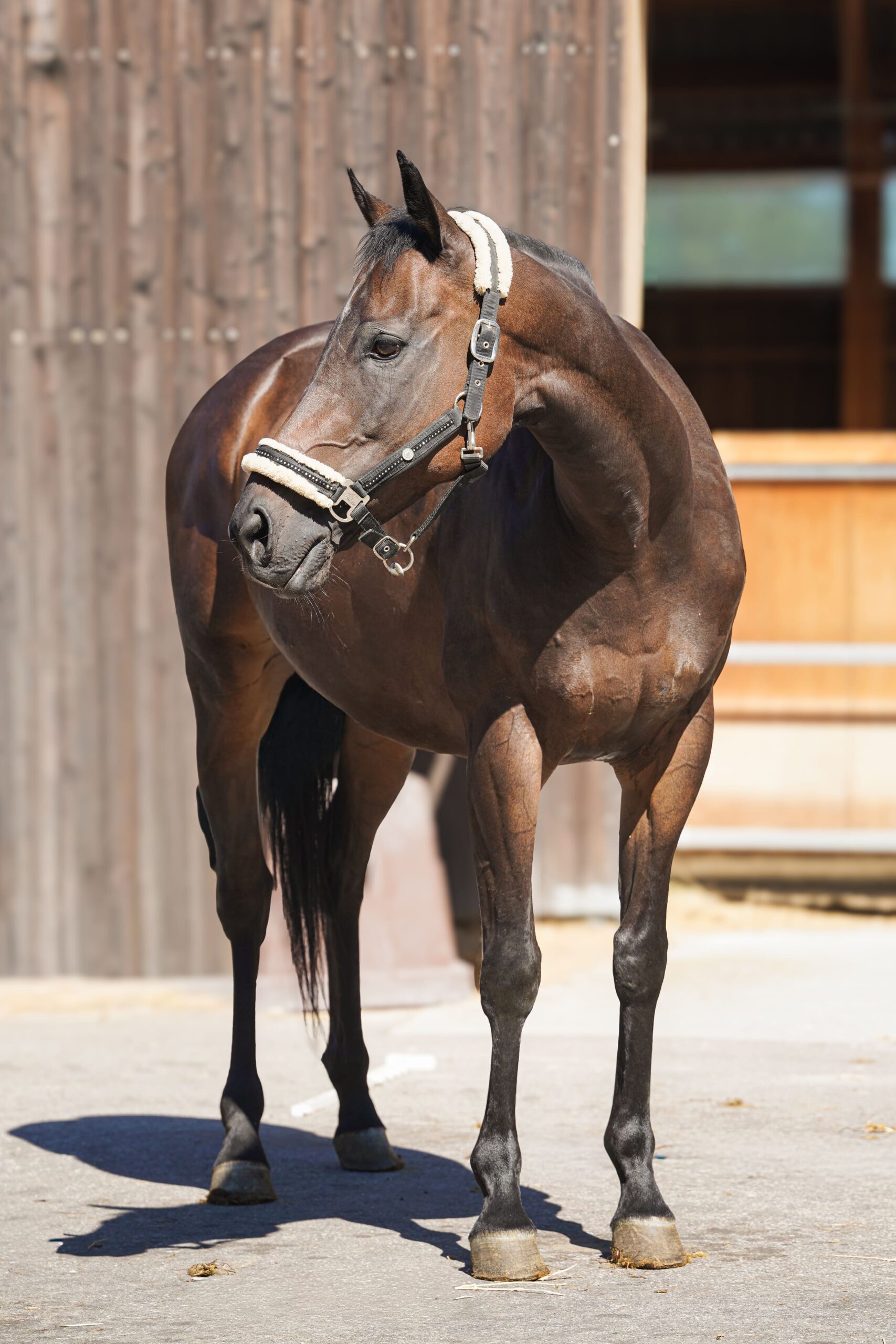 Photo du cheval Kinai de la cavalerie du Club Hippique Eckwersheim
