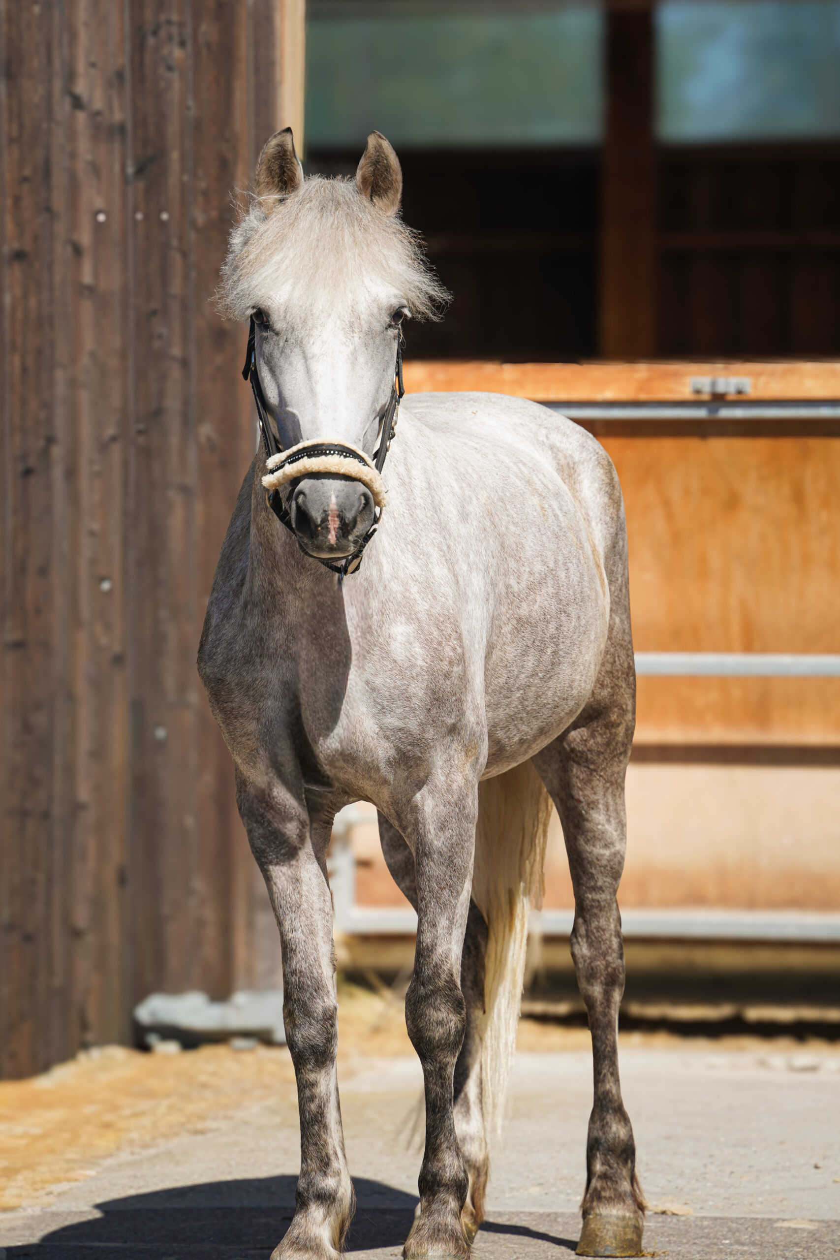 Photo du cheval Kinai de la cavalerie du Club Hippique Eckwersheim