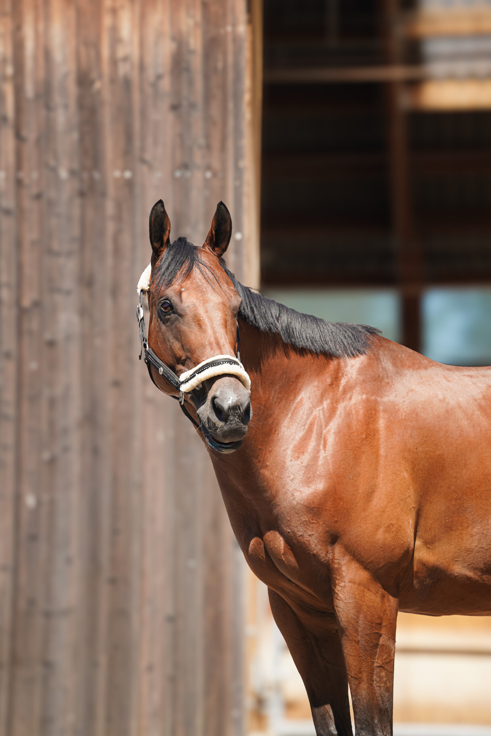 Photo du cheval Kinai de la cavalerie du Club Hippique Eckwersheim
