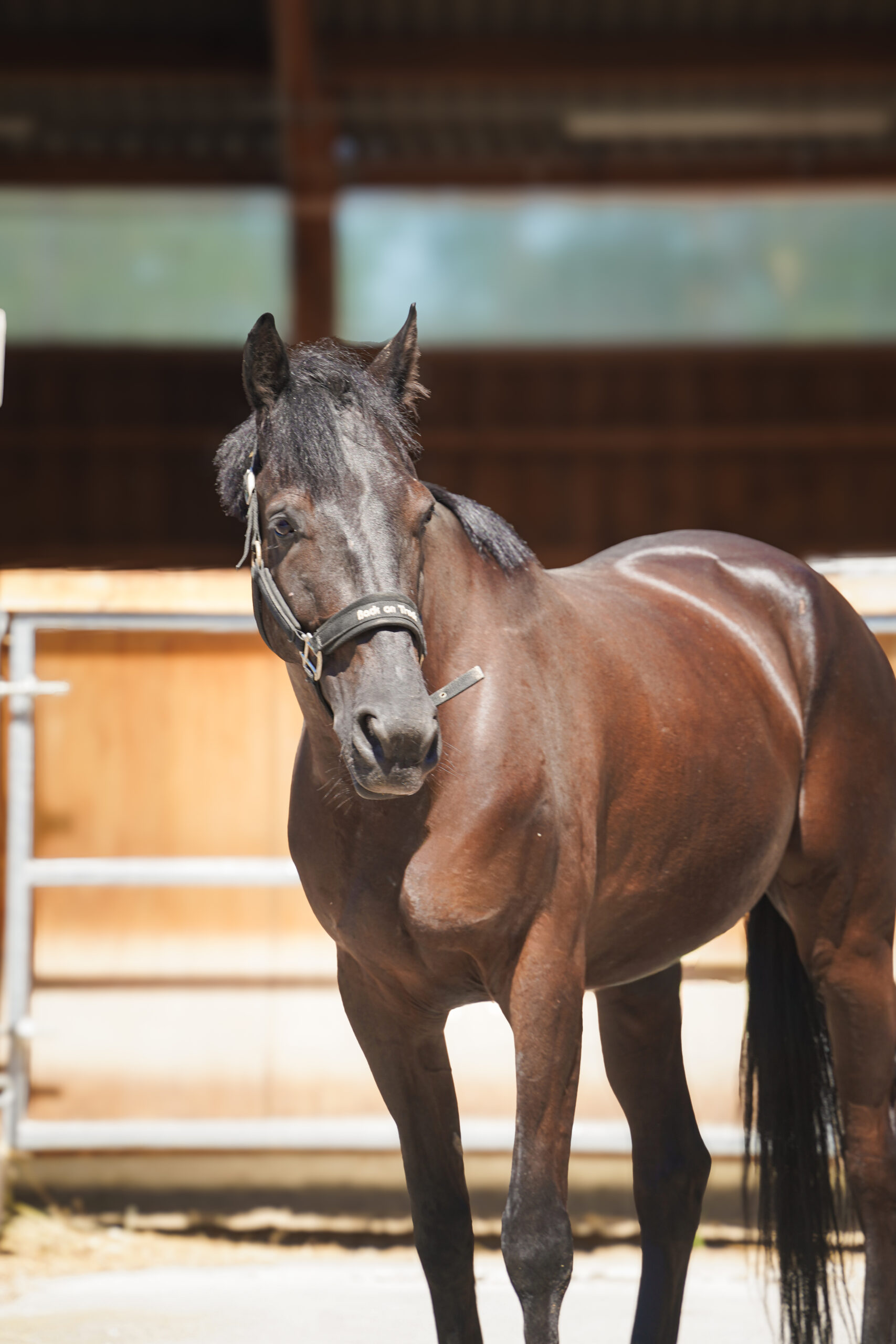 Photo du cheval Fable de la cavalerie du Club Hippique Eckwersheim