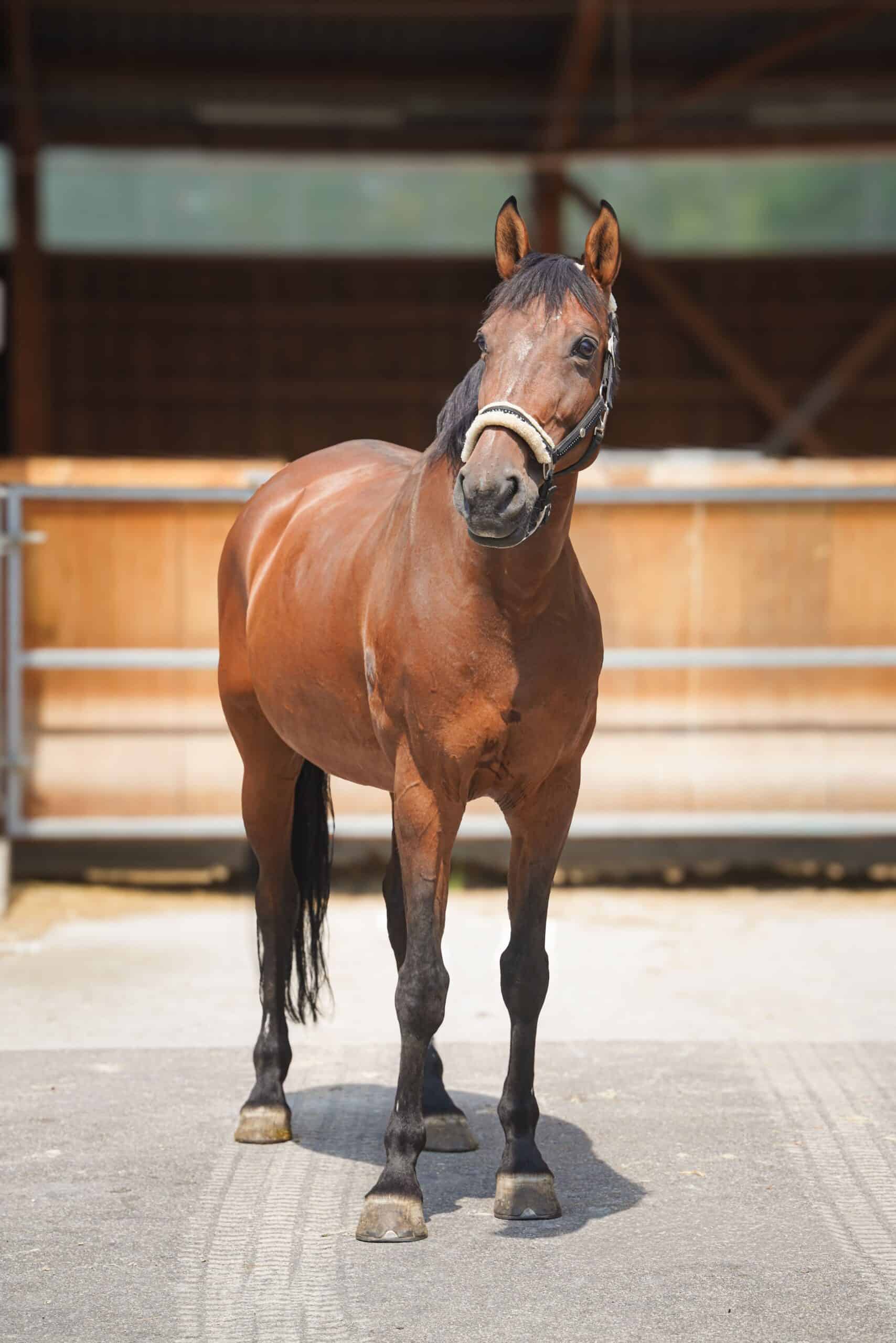 Photo du cheval Amande de la cavalerie du Club Hippique Eckwersheim