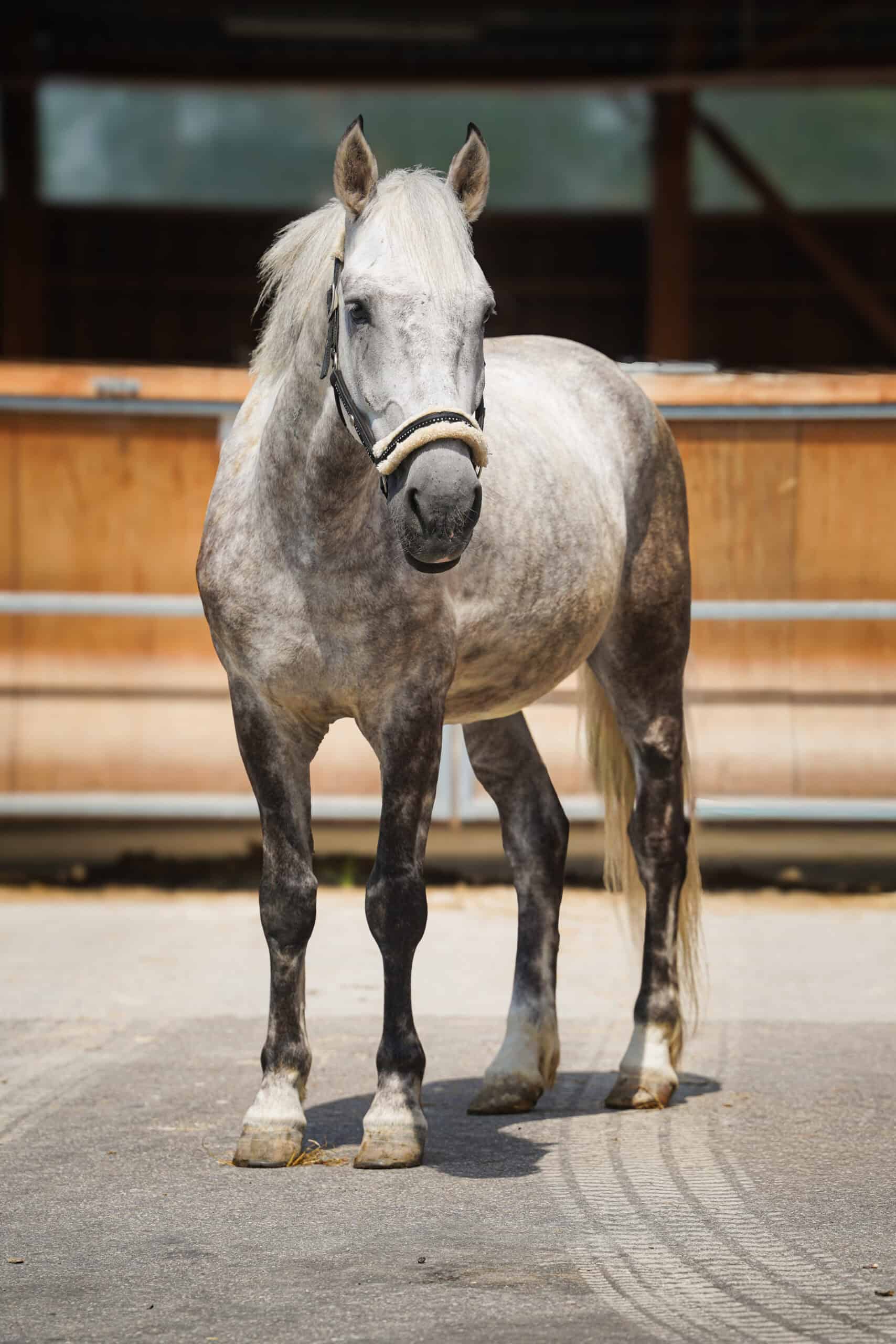 Photo du cheval Rochet de la cavalerie du Club Hippique Eckwersheim