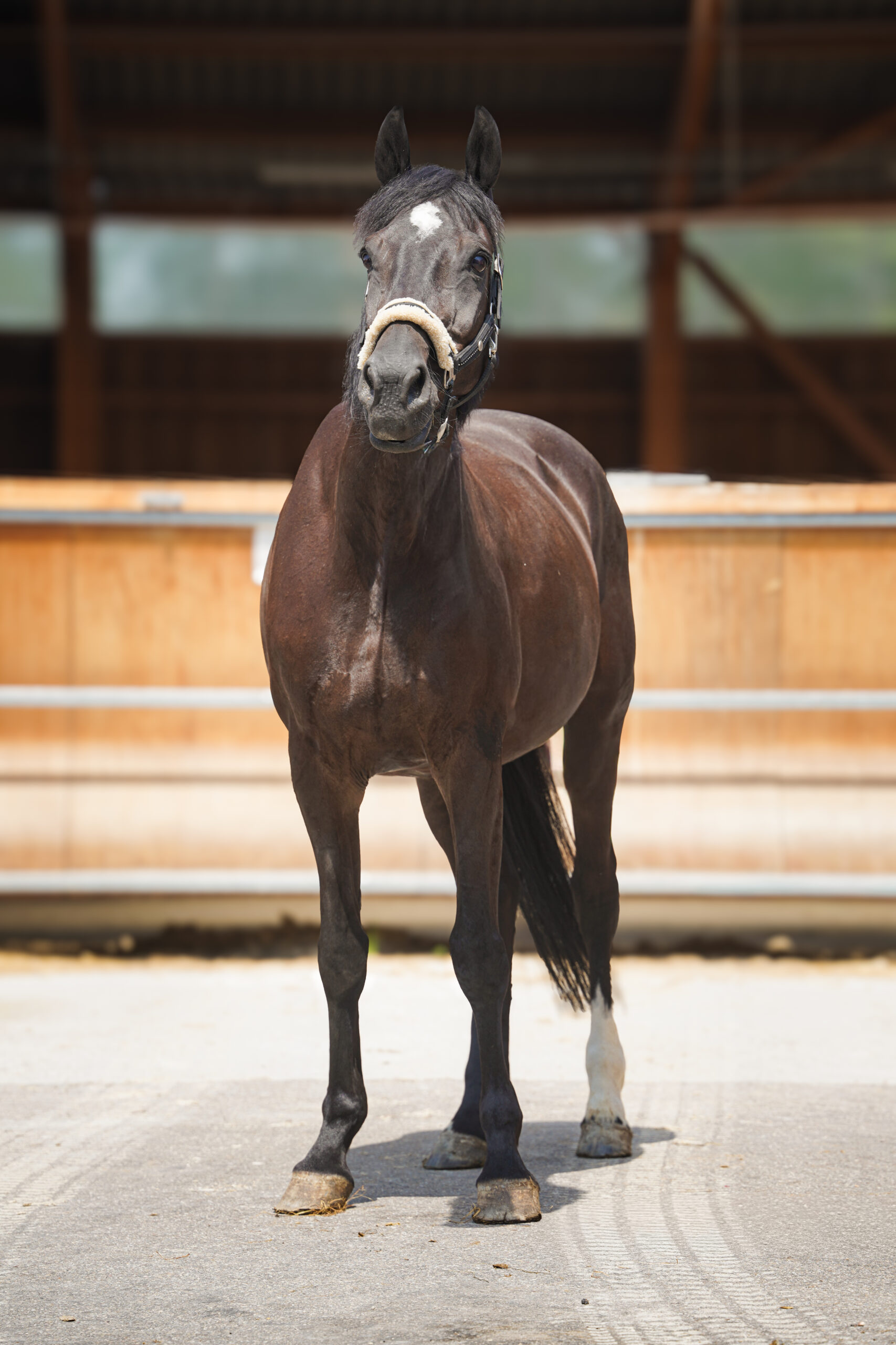 Photo du cheval Fable de la cavalerie du Club Hippique Eckwersheim