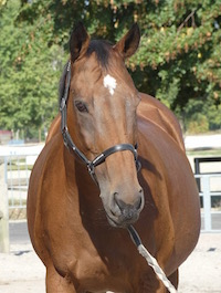 Photo du cheval Miss de la cavalerie du Club Hippique Eckwersheim