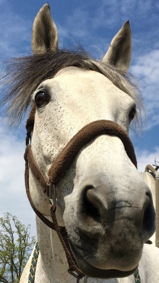 Photo du cheval Aïsha de la cavalerie du Club Hippique Eckwersheim