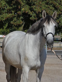 Photo du cheval Aïsha de la cavalerie du Club Hippique Eckwersheim