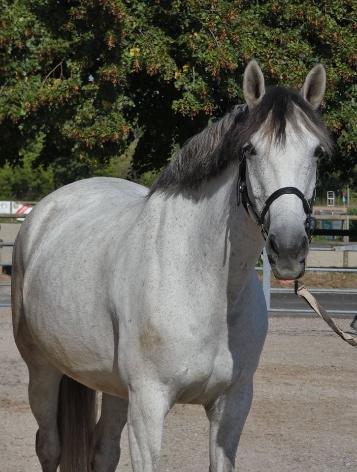 Aïsha, Club Hippique Eckwersheim