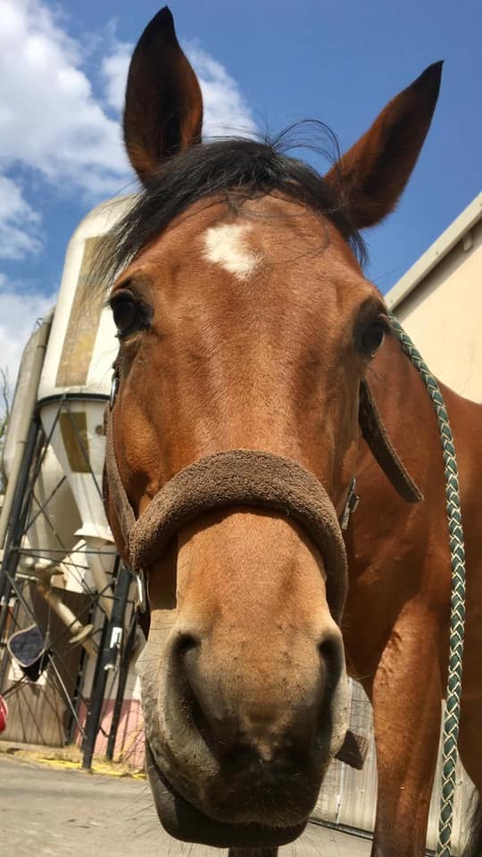 Photo du cheval Amande de la cavalerie du Club Hippique Eckwersheim