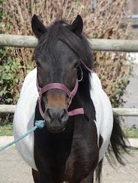 Photo du poney Baipie de la cavalerie du Club Hippique Eckwersheim