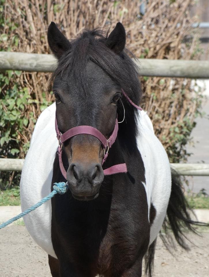 Baipie, Club Hippique Eckwersheim
