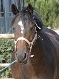 Photo du poney Beauty de la cavalerie du Club Hippique Eckwersheim