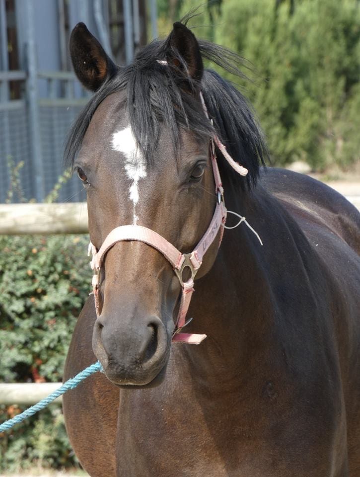 Beauty, Club Hippique Eckwersheim
