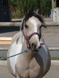 Photo du poney Boyle de la cavalerie du Club Hippique Eckwersheim