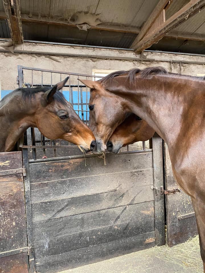 Photo d'un cavalier qui approche sa main d'un cheval Club hippique Eckwersheim situé près de Strasbourg