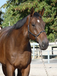 Photo du cheval Tonnerre de la cavalerie du Club Hippique Eckwersheim