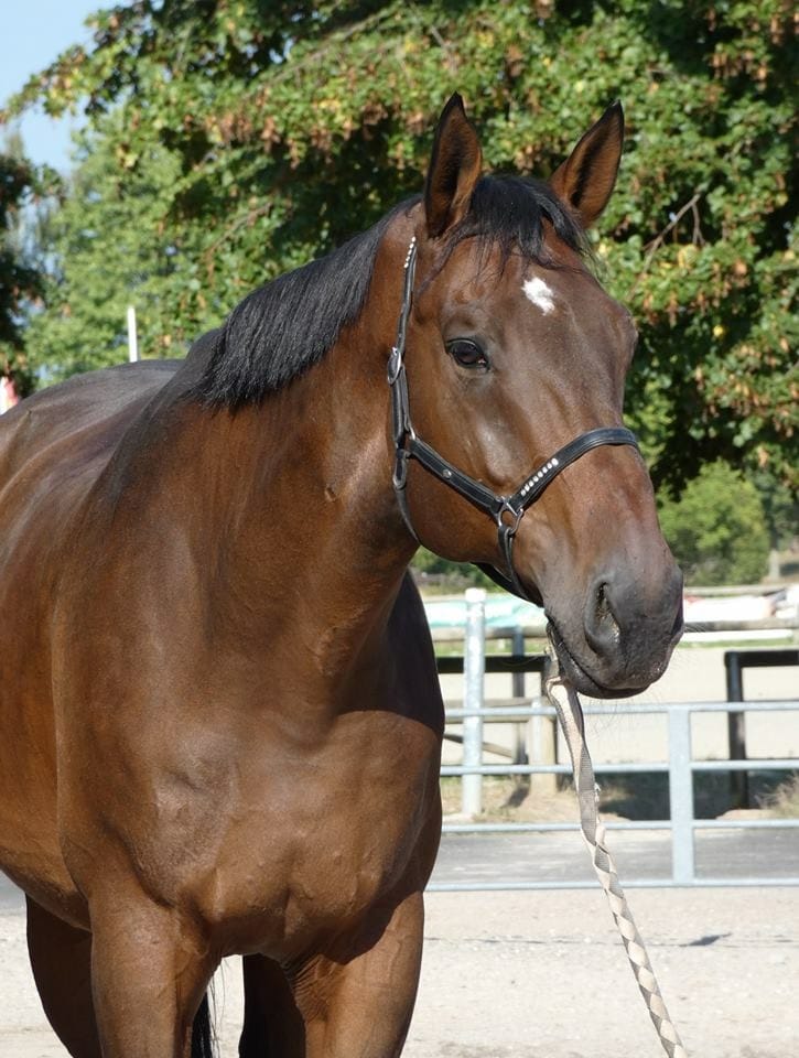 Tonnerre, Club Hippique Eckwersheim