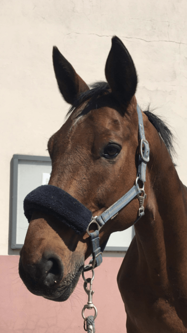 Photo du cheval Cosmos de la cavalerie du Club Hippique Eckwersheim