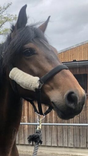 Photo du cheval Delta de la cavalerie du Club Hippique Eckwersheim