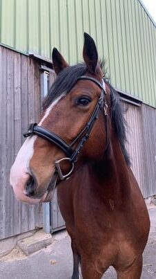 Photo du cheval Equinoxe de la cavalerie du Club Hippique Eckwersheim