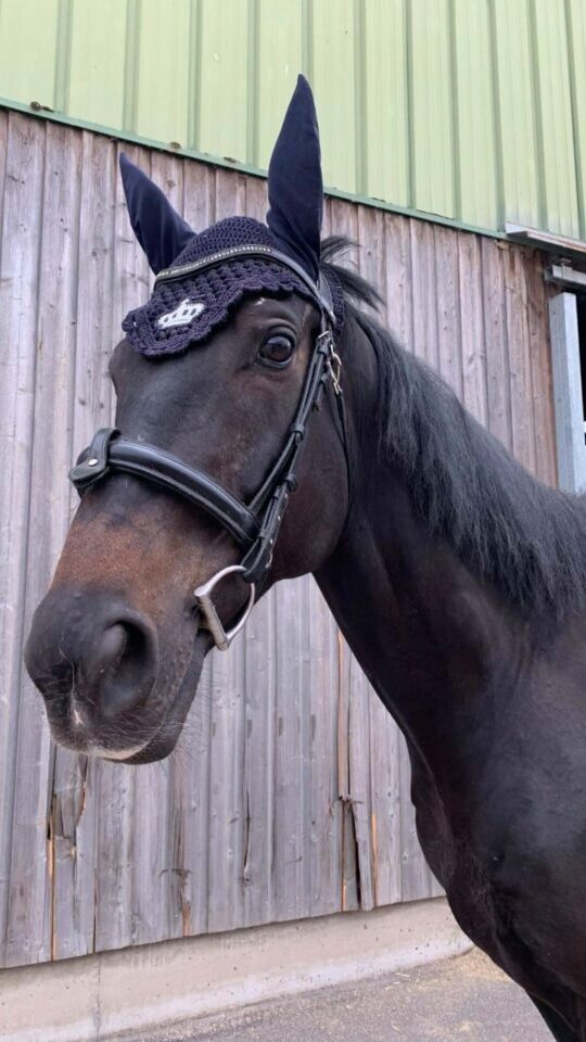 Photo du cheval Esprit de la cavalerie du Club Hippique Eckwersheim