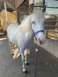 Photo du poney Finley de la cavalerie du Club Hippique Eckwersheim