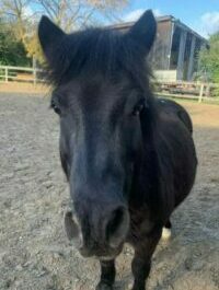 Photo du poney Forest de la cavalerie du Club Hippique Eckwersheim