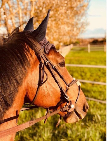 Pratiquer l'équitation à cheval au Club Hippique d'Eckwersheim
