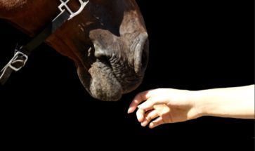 Photo d'un cavalier qui approche sa main d'un cheval Club hippique Eckwersheim situé près de Strasbourg
