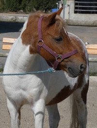 Photo du poney Joyeuse de la cavalerie du Club Hippique Eckwersheim