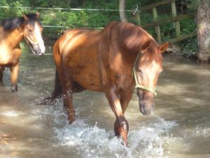 Jivago, cheval à la retraite du Club Hippique d'Eckwersheim