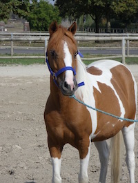 Photo du poney Kakahuette de la cavalerie du Club Hippique Eckwersheim