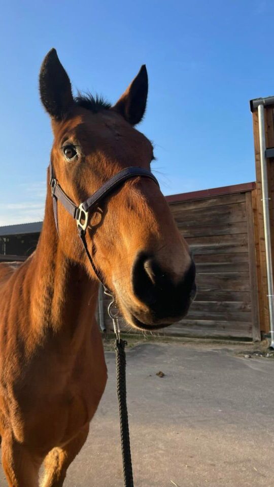 Photo du cheval Kinai de la cavalerie du Club Hippique Eckwersheim