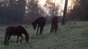 Kronos et Lou, retraités du Club Hippique d'Eckwersheim