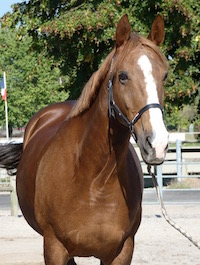 Photo du cheval Lady de la cavalerie du Club Hippique Eckwersheim