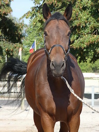 Photo du cheval Lovely de la cavalerie du Club Hippique Eckwersheim