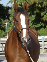 Photo du cheval Fétiche de la cavalerie du Club Hippique Eckwersheim