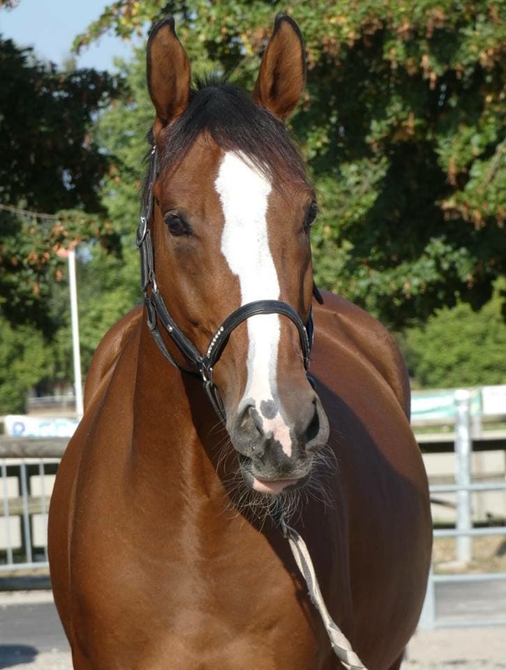 Fétiche, Club Hippique Eckwersheim