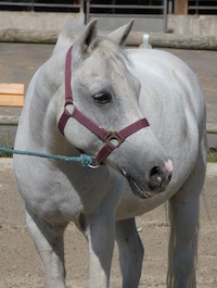 Photo du poney Nesquick de la cavalerie du Club Hippique Eckwersheim