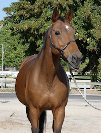 Photo du cheval Neottia de la cavalerie du Club Hippique Eckwersheim