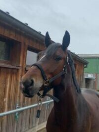 Photo du poney Bally de la cavalerie du Club Hippique Eckwersheim