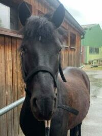 Photo du poney Bounty de la cavalerie du Club Hippique Eckwersheim