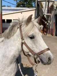 Photo du poney Gao de la cavalerie du Club Hippique Eckwersheim