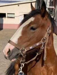 Photo du poney Tayla de la cavalerie du Club Hippique Eckwersheim