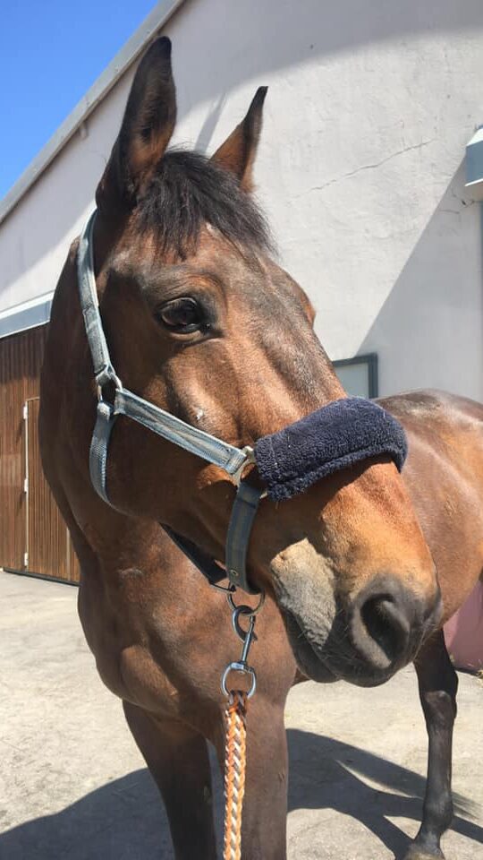 Photo du cheval Quenzo de la cavalerie du Club Hippique Eckwersheim